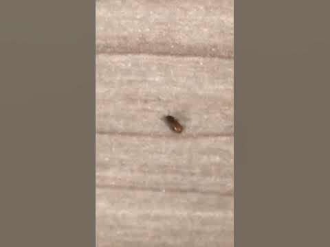 家の中で見つけた小さい虫 2 3mm カブトムシに似てるような 調べてみたらタバコシバンムシっぽい Shorts Youtube