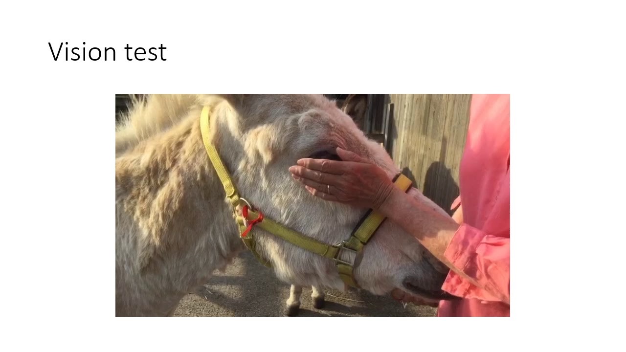 Donkey health check - YouTube
