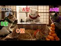 【血液型あるある】AI猫のお正月ルーティン🐱🧧【四季ねこ】