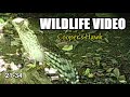 Appalachia Wildlife video 21-34 of Trail Cameras in the Foothills of the Smoky Mountains