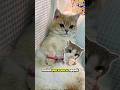 kucing ketangkap basah atas kelakuan nya