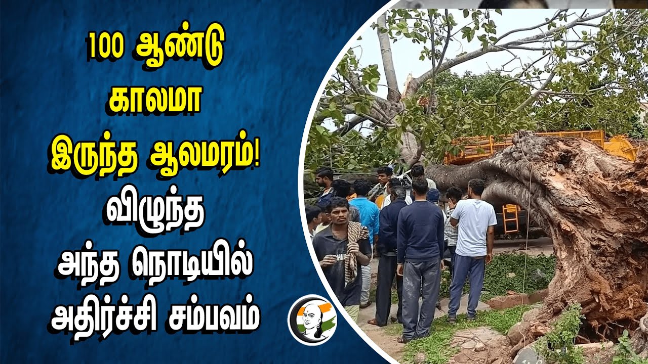 100 ஆண்டு காலமா இருந்த ஆலமரம்! விழுந்த அந்த நொடியில் அதிர்ச்சி சம்பவம் | Hosur