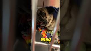 Watch this dog crying like a dog emotional story #emotional #doglove #dogs #cutedog #animalshorts
