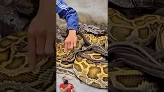 He Caught It Giant Snake Nest Discovery