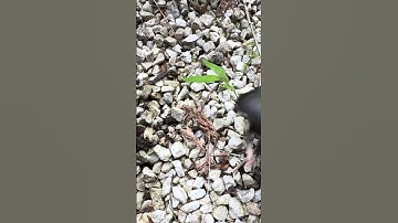 Roots, Residue & Extraction - Weeds Pulling! #42