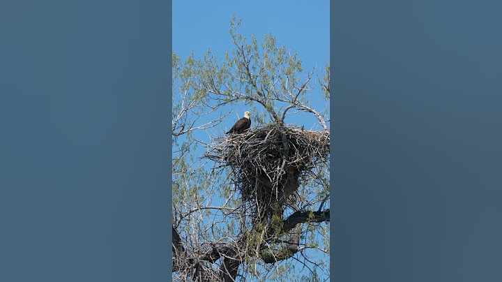 Bald Eagle Nests can get pretty big! #wildlife #nature #baldeagle