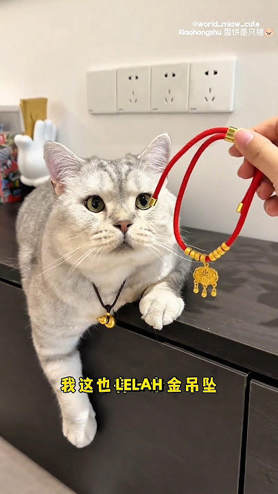 Babu exchanged the original Milo gold necklace with the p4l5u one🤣😂 #cat #milocat