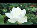 How to grow white lotus flowers