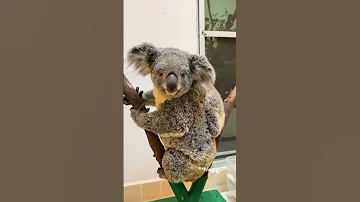 Baby Koala Clings To Mother 
