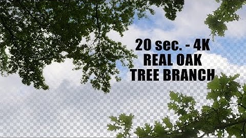 Real Oak Tree Branch with Alpha Channel | Stock Footage - Videohive