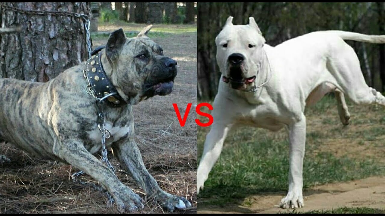 Dogo Argentino Mu Presa Canario Mu Domuz Avcisi Kopekler Hangisi Daha Guclu Youtube