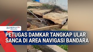 Petugas Damkar Tangkap Ular Sanca Di Area Navigasi Bandara