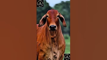 Sapi brahman #cow #sapigemuk #sapipedaging #sapi #sapimakan
