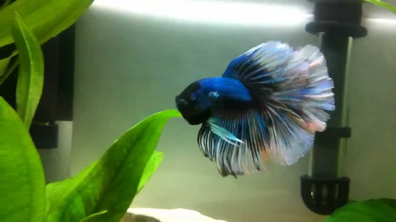 My first betta fish- Halfmoon male 
