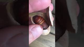 Polyphemus moth pupa