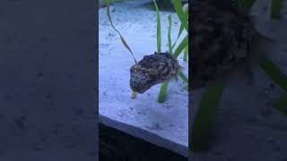 Cuttlefish The Cutest Animal With Tentacles