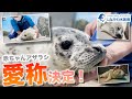 ゴマフアザラシの赤ちゃん~愛称決定編~@しながわ水族館【しぶき】