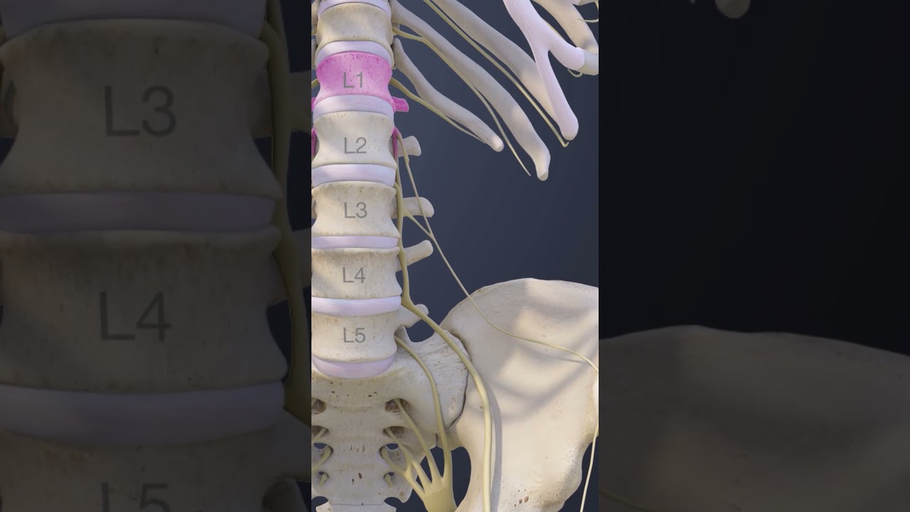 The 5 Lumbar Nerves: L1 - L5 - YouTube