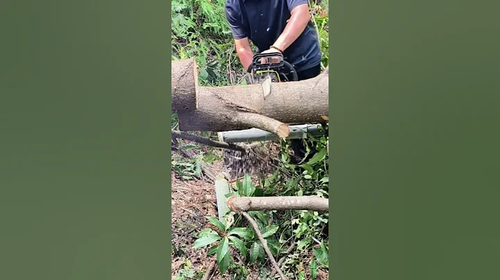 the process of cutting trees with #shorts