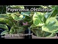 Peperomia Obtusifolia Care - Baby Rubber Plant  || Easy Houseplant! Non-Toxic Houseplant!