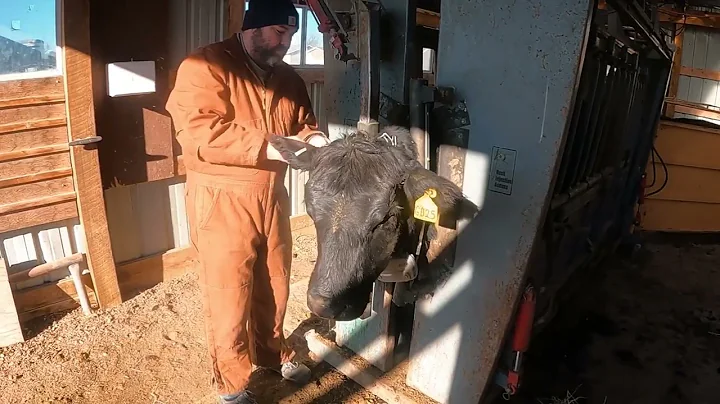 Virtual Fence Collars