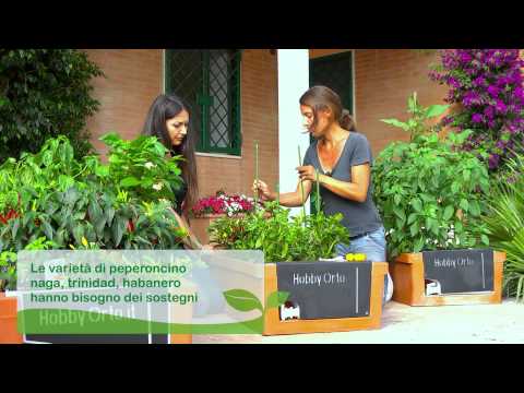 Video: Informazioni sulla pianta del cappello messicano - Come prendersi cura delle piante del cappello messicano