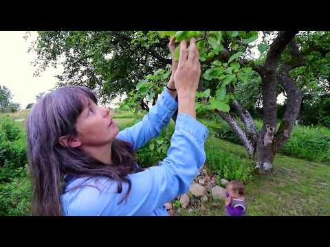 Video: Æbler Falder Fra æbletræet Før Modning: Hvorfor Falder De Umodne Fra Træet? Hvad Hvis æbletræet Fælder Frugten, Før Den Modnes?