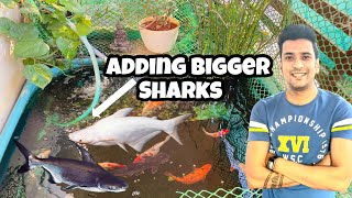 ADDING BIGGER SHARKS TO POND | Iridescent Shark | Balcony Pond | Indoor Turtle pond | Adding Fishes