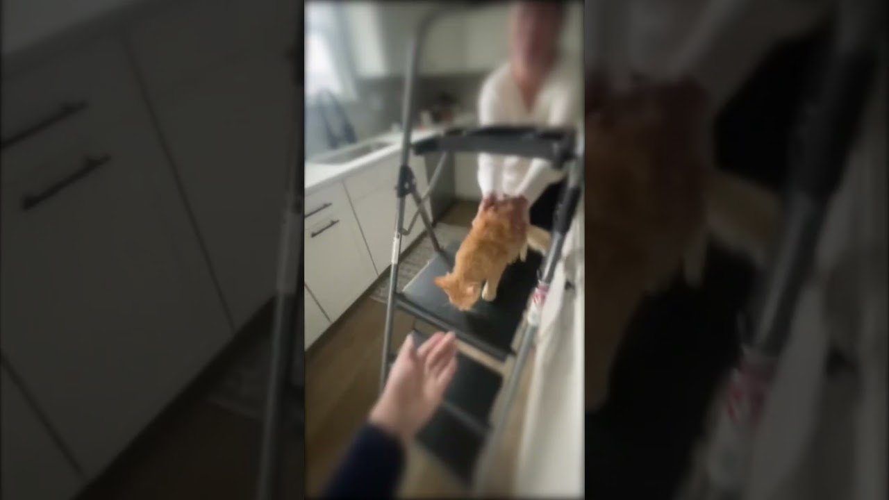 Cat Falls Off Ladder 