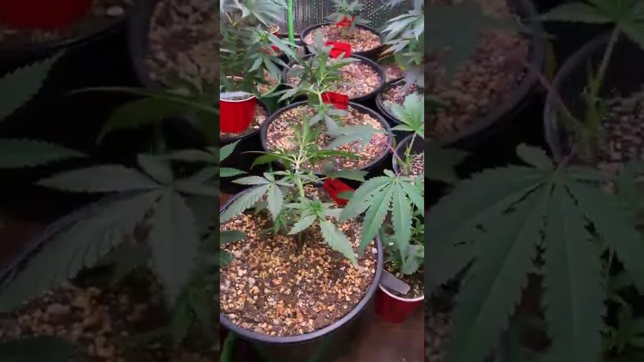 Master Sensei Genetics grow!!! Episode one