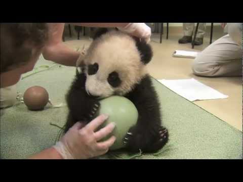 Panda Cub Has a Ball - Xiao Liwu's 18th Exam