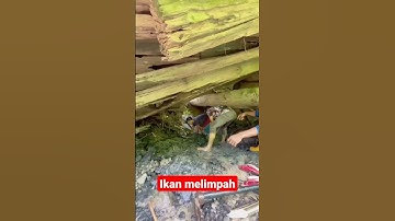 ikan melimpah‼️rejeki parit surut,di kebun sawit