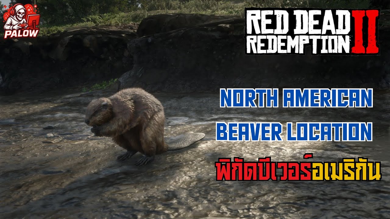 RDR2 NorthAmerican Beaver Location | พิกัดบีเวอร์อเมริกัน - YouTube