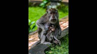 I took amazing photos of a monkey family #short #shorts #portrait I took amazing photos of a monkey family #short #shorts #portrait