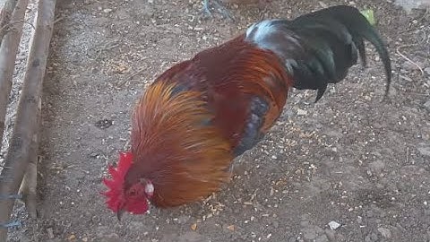 me nyuam qaib mo zoo nraug