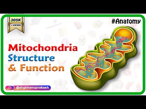 Wideo: Jakie są części mitochondriów?