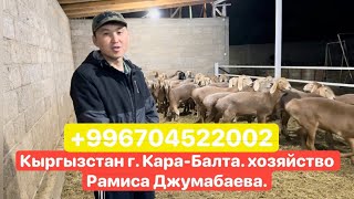 Кыргызстан г. Кара-Балта. хозяйство Рамиса Джумабаева.🇺🇿🤝🇰🇬📲🎥