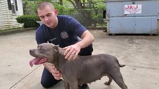 You won't believe who we just ran into!|American Bully