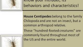 Pest Control House Centipedes In The House