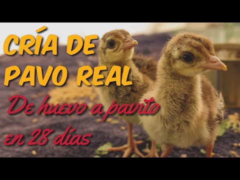 Cría de Pavo Real - Incubamos Huevos de Pavo Real para Criarlos como Mascotas