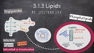 EASY REVISION AQA A-level Biology 3.1.3 Lipids by SpecTransfer