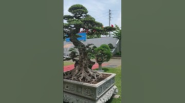 một cây sanh dáng lão mai khá đẹp không biết của ai.