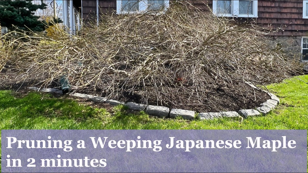 Japanese Maple Pruning  Spring 2022