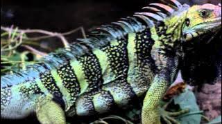 Mongstar - St Lucia We Love (2013)