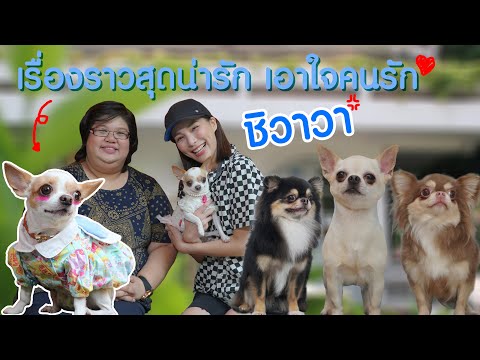 Pet Lover by Jerhigh | EP.15 | เรื่องราวสุดน่ารัก เอาใจคนรัก ชิวาวา
