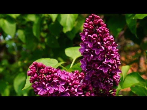Video: Uzgajanje jorgovana u kontejnerima - Savjeti za sadnju grma jorgovana u saksiji
