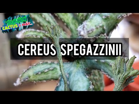 Video: Cleistocactus Genus: Lumalagong Cleistocactus Cactus Plants