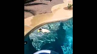 jack russell terrier Puppy Swimming diving in pool