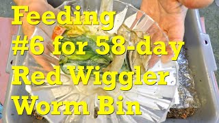 Nearly at-capacity red wiggler worm bin&#39;s 6th feeding on day 58 - vermicompost