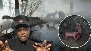 E SE OS LOBOS FOSSEM INTRODUZIDOS NO BRASIL 